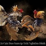 Đá Gà Cựa Dao Sanvip Trải Nghiệm Đỉnh Cao