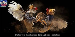 Trải Nghiệm Đá Gà Cựa Sắt Sanvip Đỉnh Cao Giải Trí