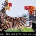 Đá Gà Thomo Sanvip – Trải Nghiệm Cực Đỉnh Với Món Đặc Sản Cá Cược