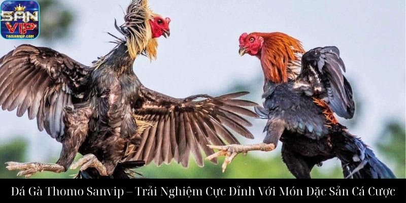 Đá Gà Thomo Sanvip – Trải Nghiệm Cực Đỉnh Với Món Đặc Sản Cá Cược