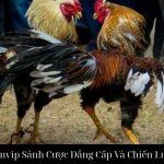 Đá Gà Tre Sanvip Sảnh Cược Đẳng Cấp Và Chiến Lược Tinh Hoa
