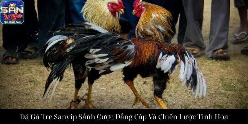 Đá Gà Tre Sanvip Sảnh Cược Đẳng Cấp Và Chiến Lược Tinh Hoa
