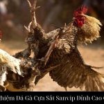Trải Nghiệm Đá Gà Cựa Sắt Sanvip Đỉnh Cao Giải Trí