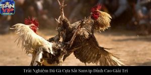 Đá Gà Cựa Dao Sanvip Trải Nghiệm Đỉnh Cao