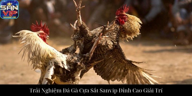 Trải Nghiệm Đá Gà Cựa Sắt Sanvip Đỉnh Cao Giải Trí