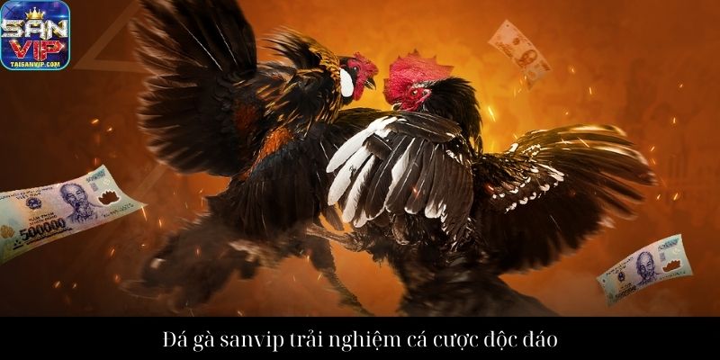 Đá gà sanvip trải nghiệm cá cược độc đáo