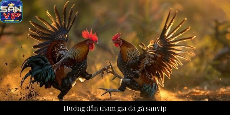 Hướng dẫn tham gia đá gà sanvip